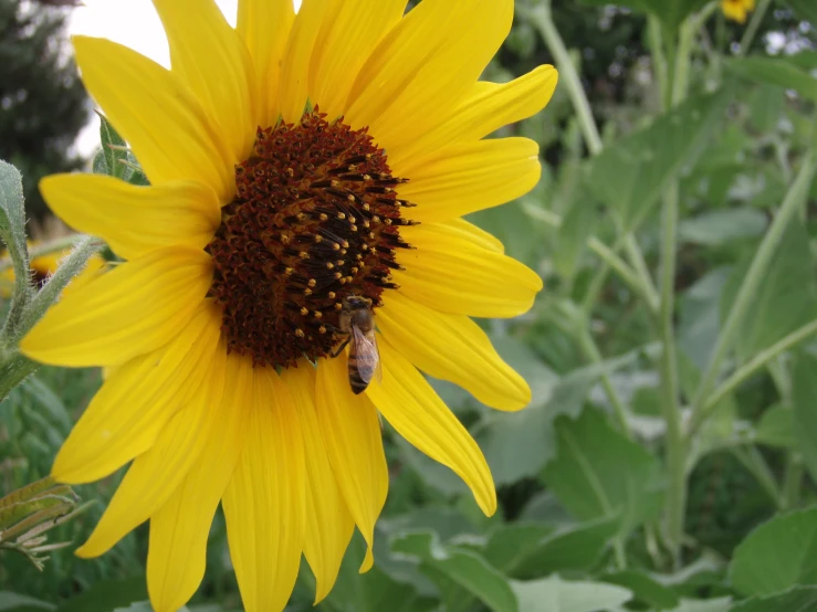 a bee is collecting nectar from the top of a sunflower