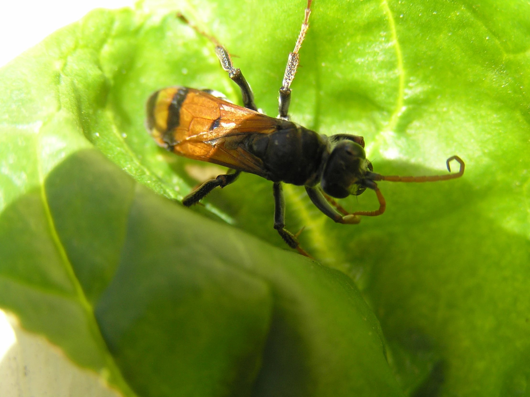 a close up of a brown and yellow insect on green leaves