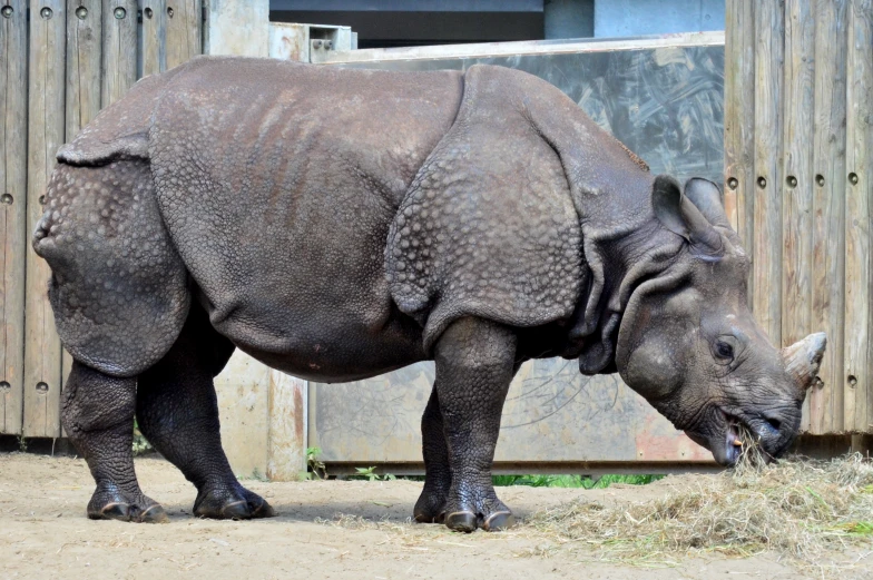 a black rhino eating some grass near a wooden fence