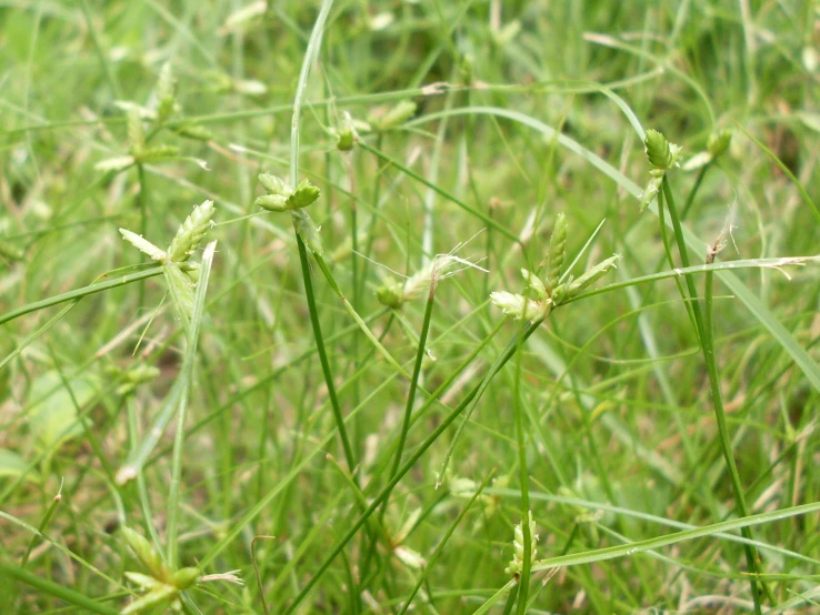 green grass with some small white flowers growing on it