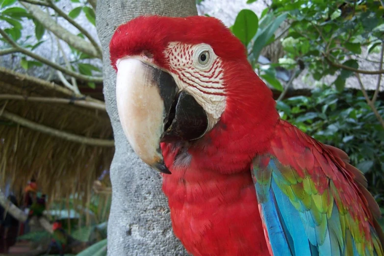 a bright parrot standing on the side of a tree