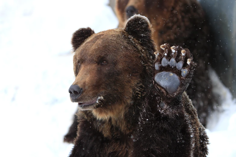 the bear has his paws raised as if to greet another animal