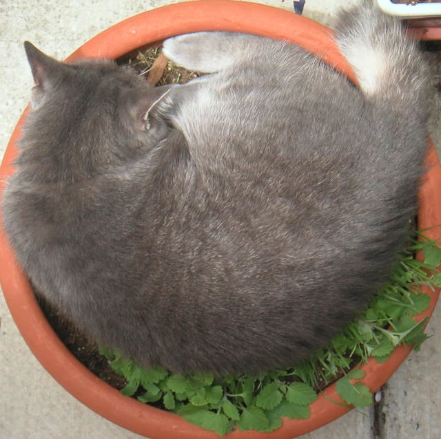 a cat is curled up in an orange planter