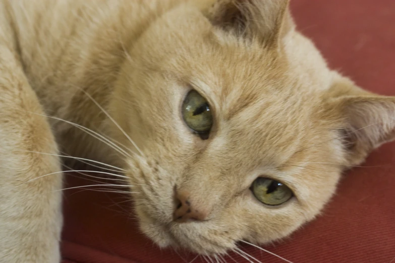 a cat looking straight ahead laying down