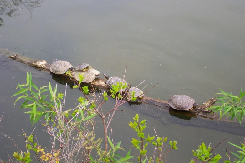 some turtles are on the side of a log in a body of water