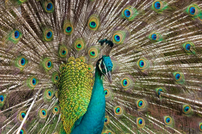 there is a blue peacock with its feathers out