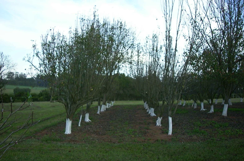 rows of trees in grassy area with no leaves