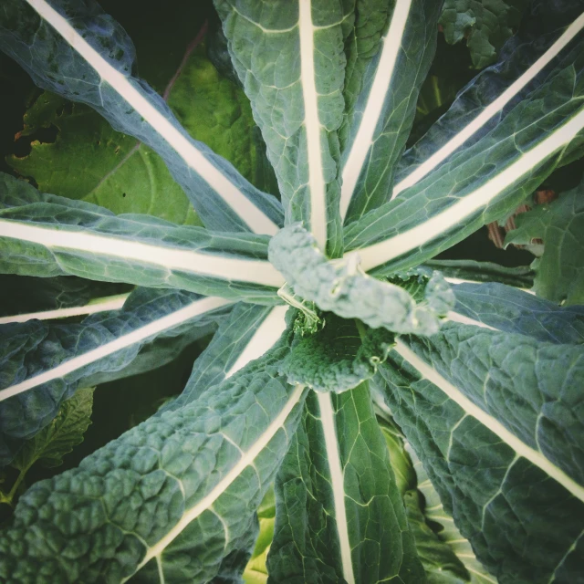 an odd looking leaf pattern on a big leafy plant