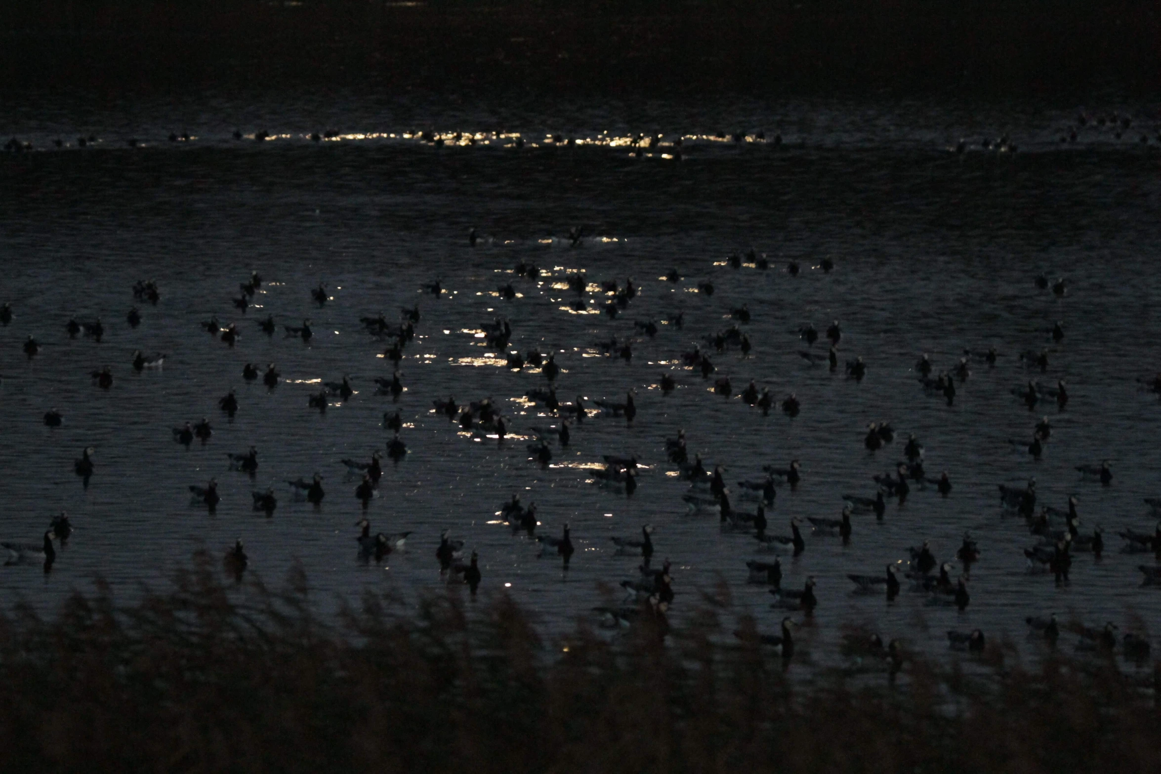 a body of water with several ducks and one has a lot of lights