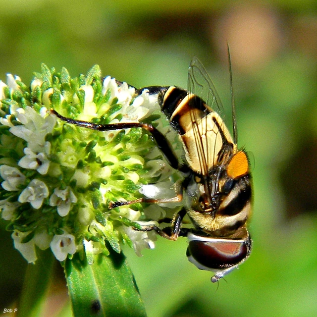 a big bee eating some kind of flower