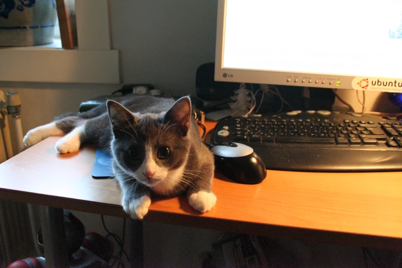 a black, gray and white cat laying on the edge of a desk