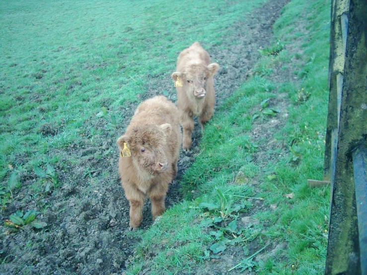 two bears walking down a muddy road near a field