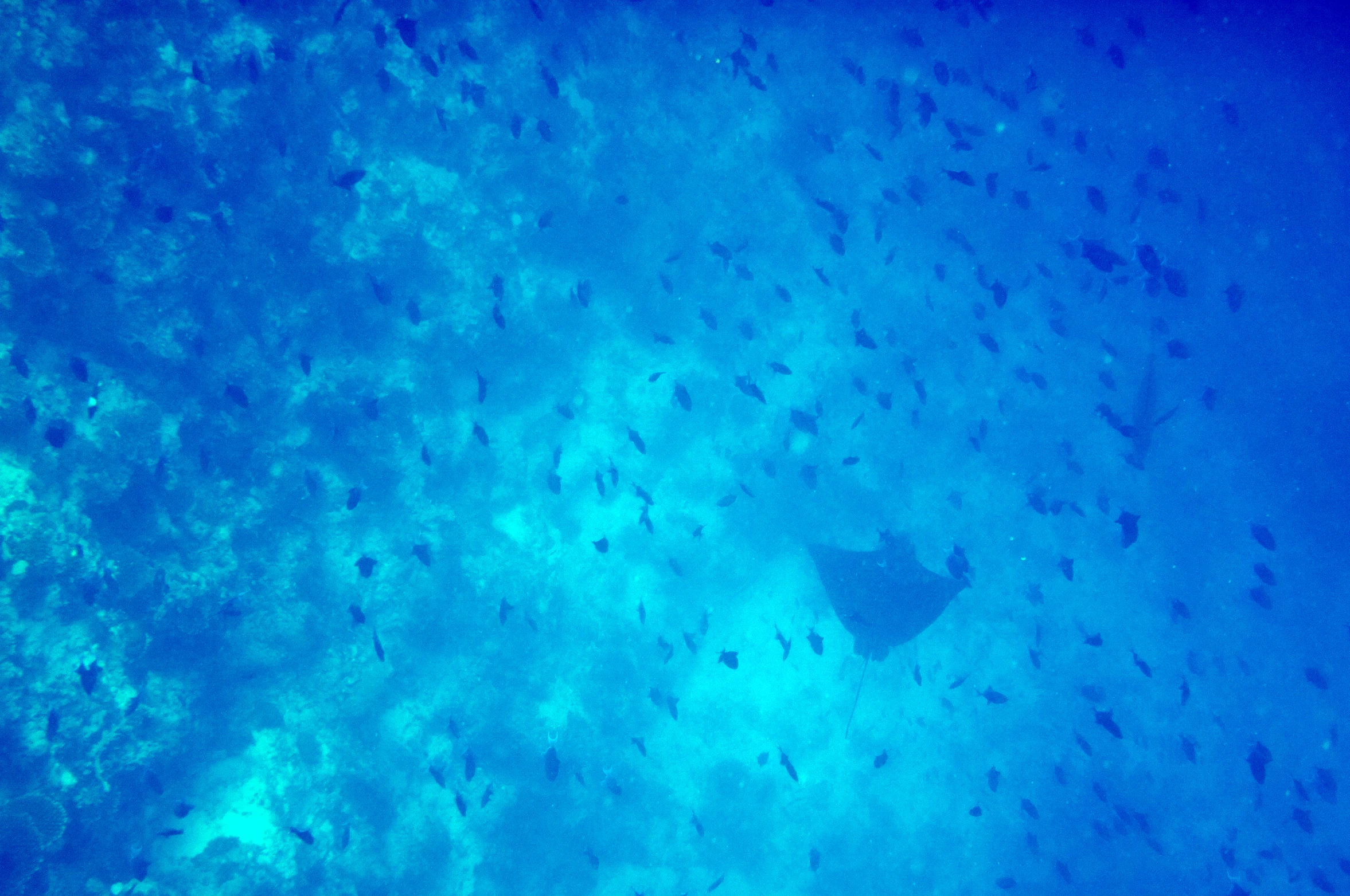 a large fish is swimming under the blue water