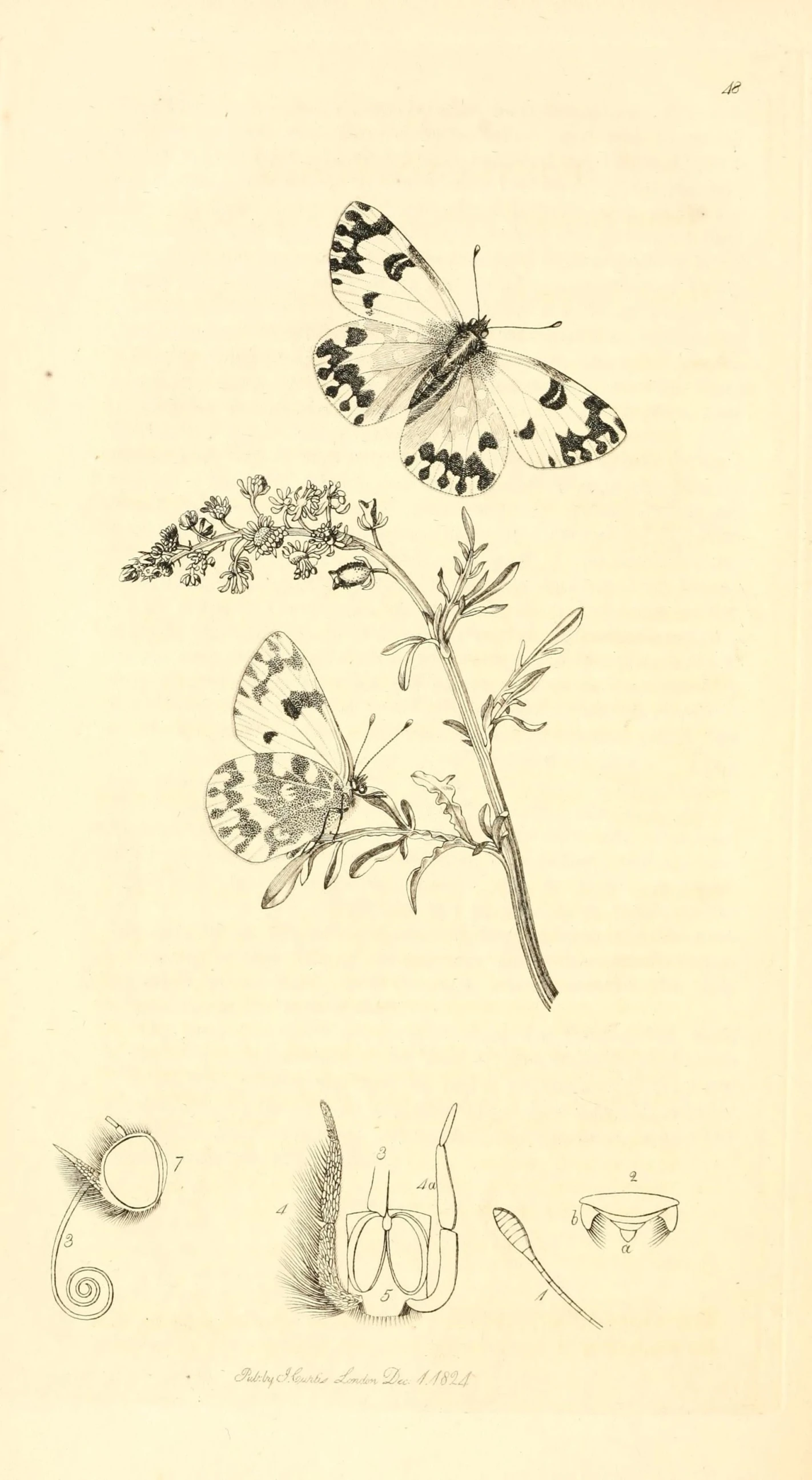 an old, black and white drawing of flowers