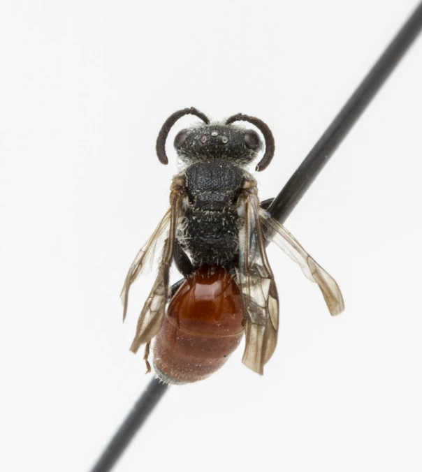 a brown, black and white insect standing on a wire