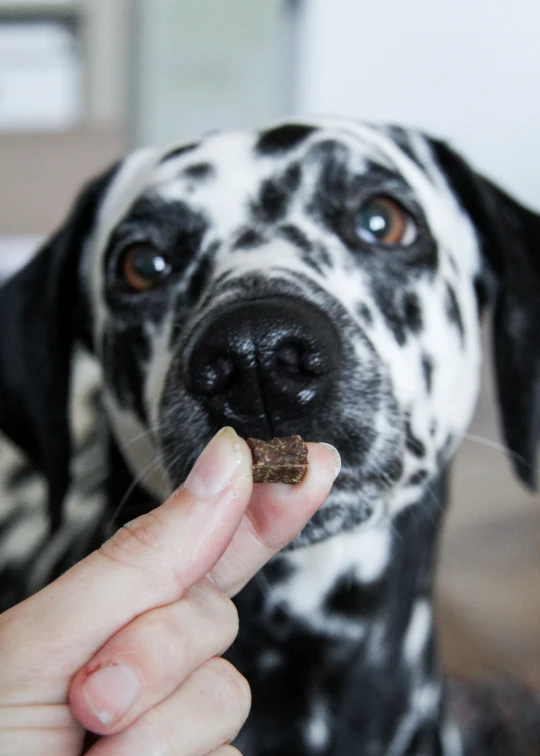 a spotted dog licks the food in its mouth