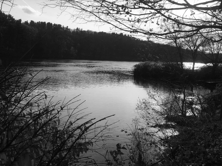 a body of water surrounded by forest with trees