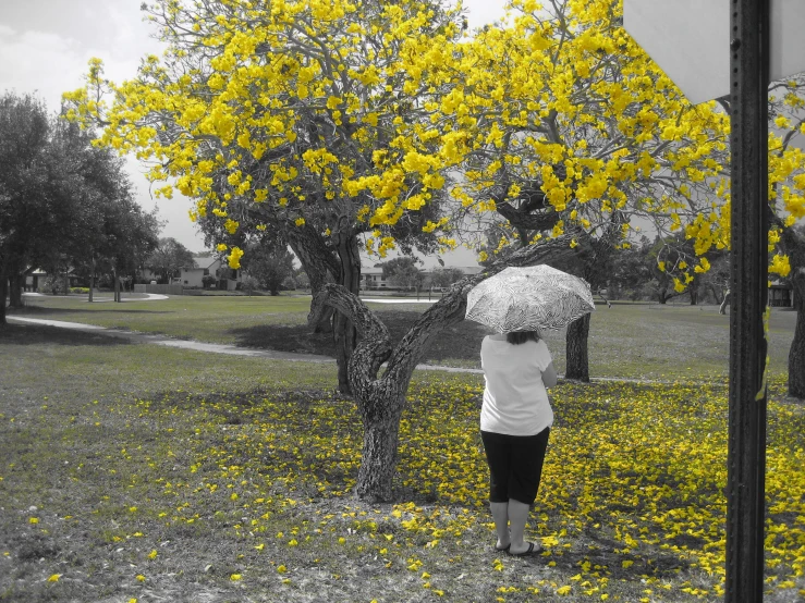 a woman with an umbrella standing under a yellow tree