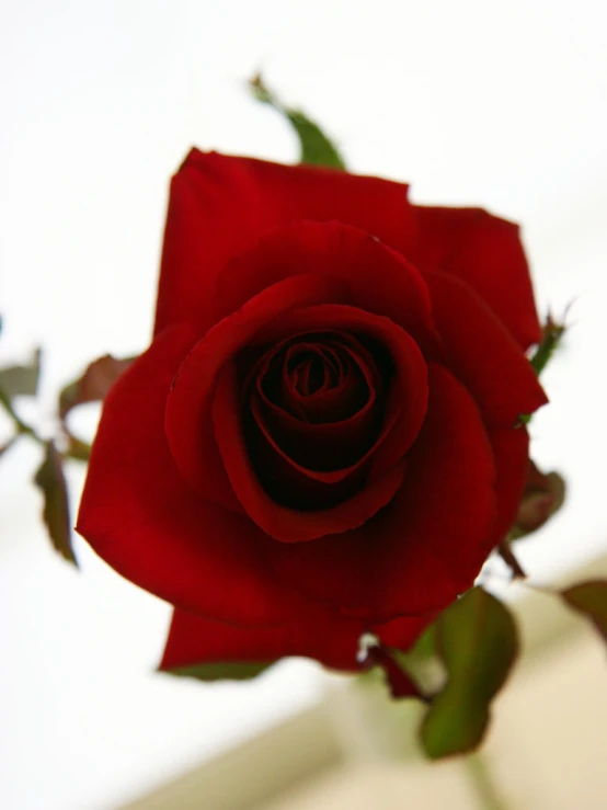 a rose is placed on a table near some wall