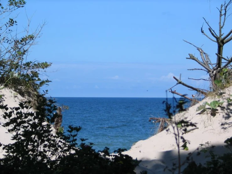 looking at the ocean through some trees and sand