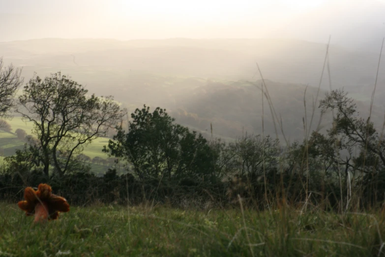 a stuffed bear sitting in the fogy grass with mountains in the distance