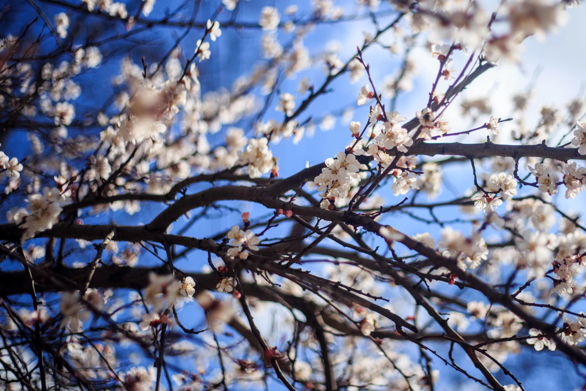 the blossoms of trees on the sky background