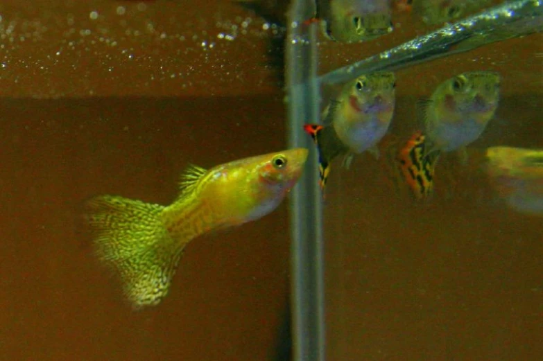 a group of yellow and red fish in a tank