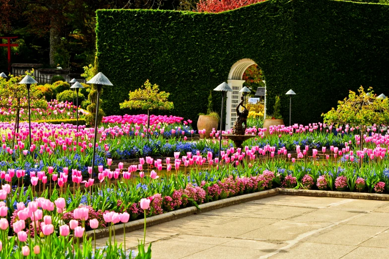 the garden with many different types of flowers