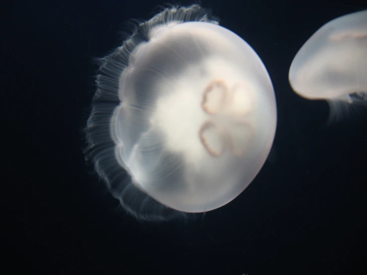 a white jellyfish swimming under water with its head visible