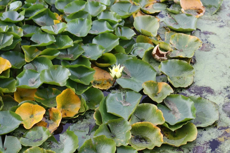 an image of lily pads and other flowers