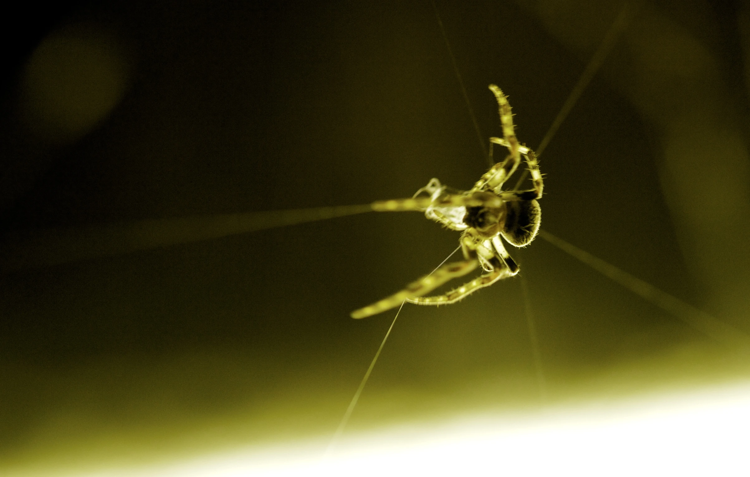 the underside of an ornamental spider with long antennae