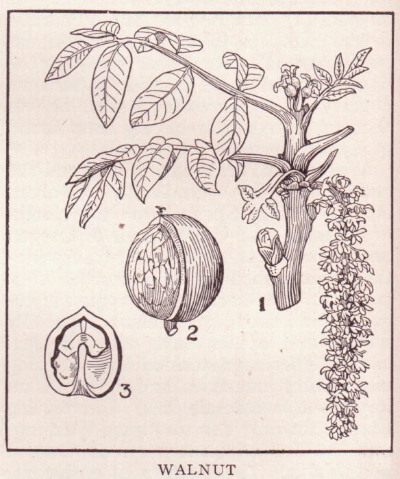 diagram of fruit and flower in various stages of development