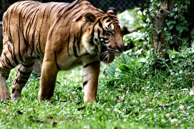 a tiger is walking in the grass next to a tree