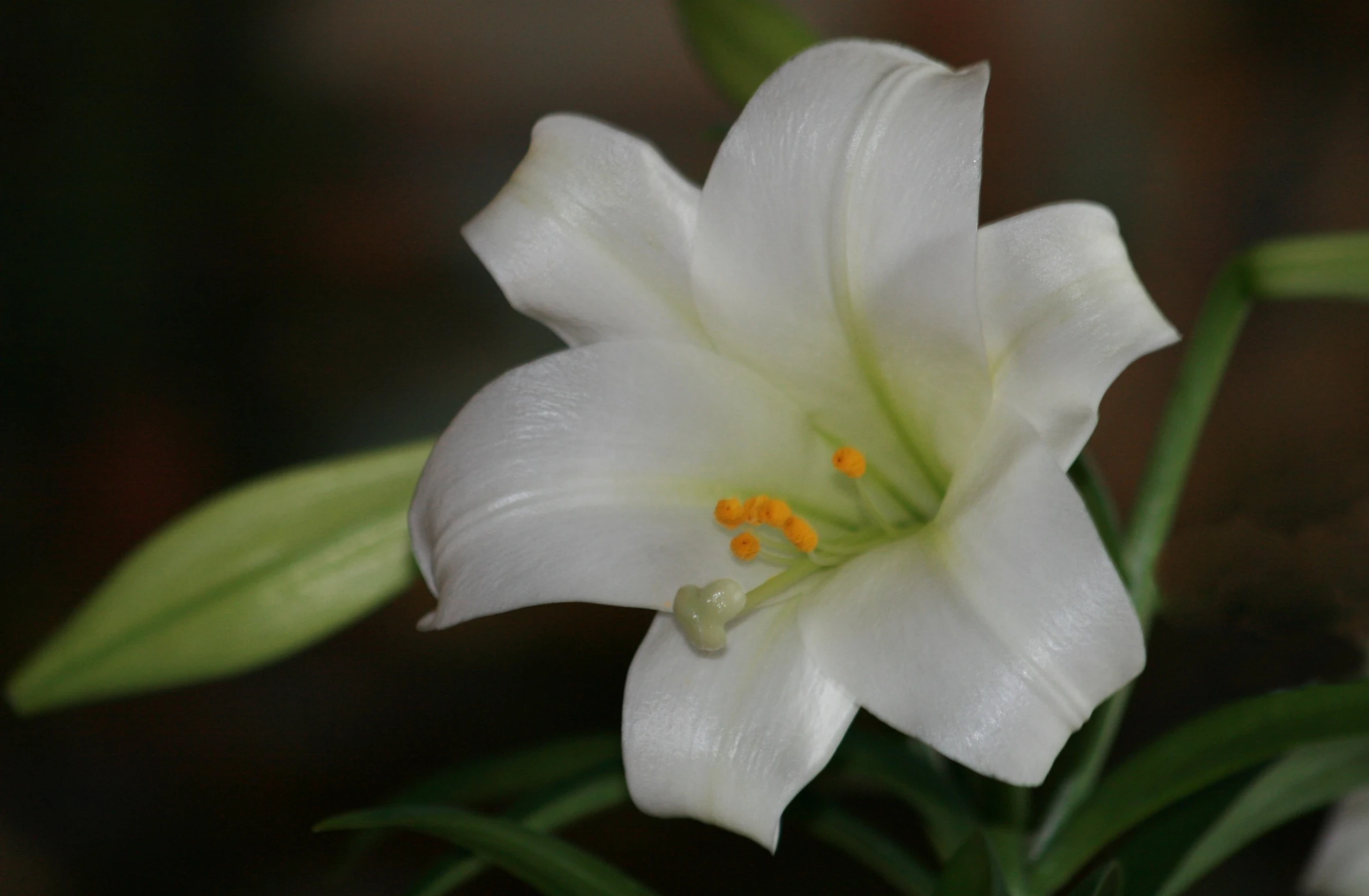 white flower with small yellow stamen and buds