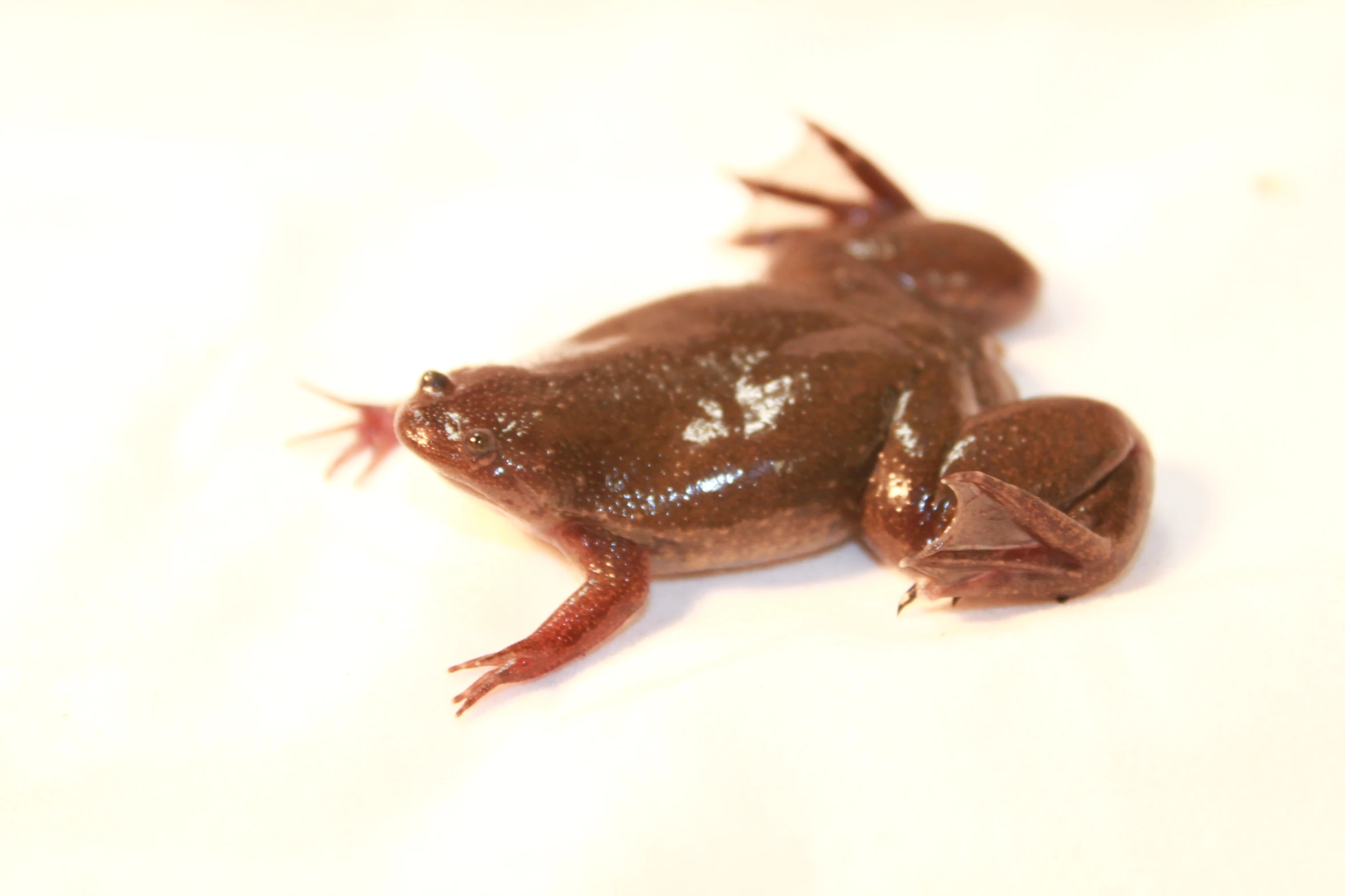 there is a brown frog with a white background