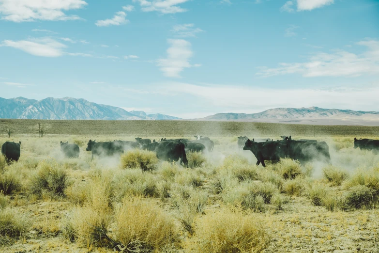 cattle are gathered in the desert and dust coming out from them