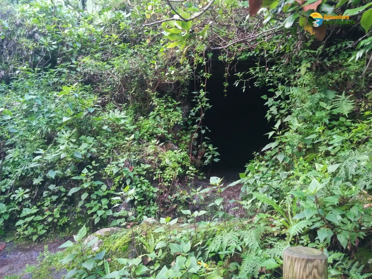 the entrance to a tunnel in the woods with a path leading out of it