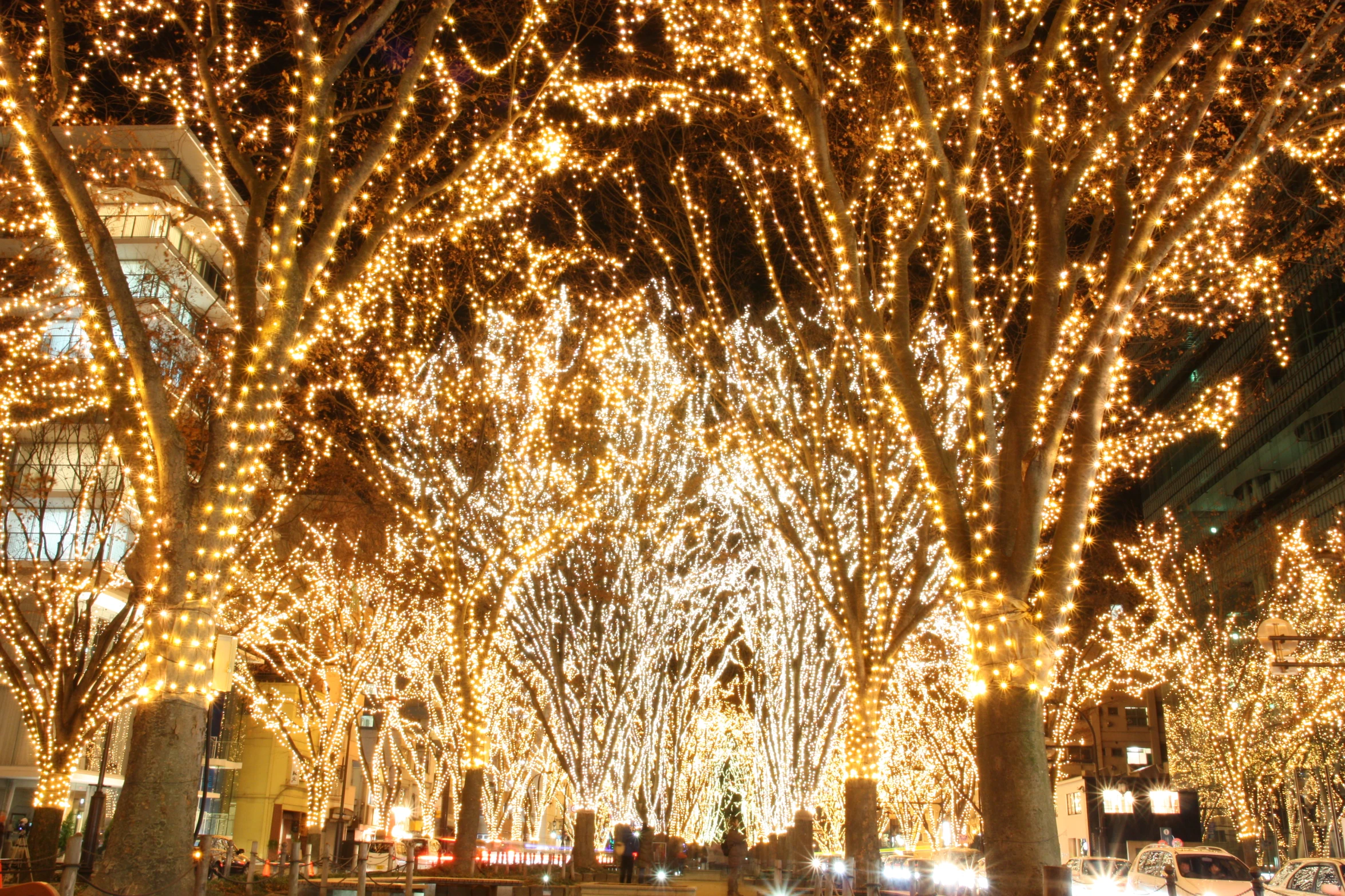 lights in trees in a very tall building