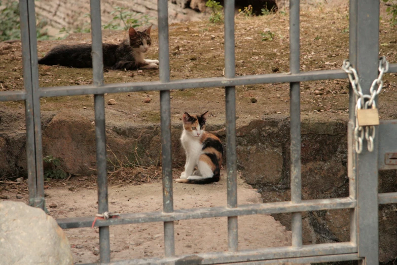 a cat that is standing in a cage