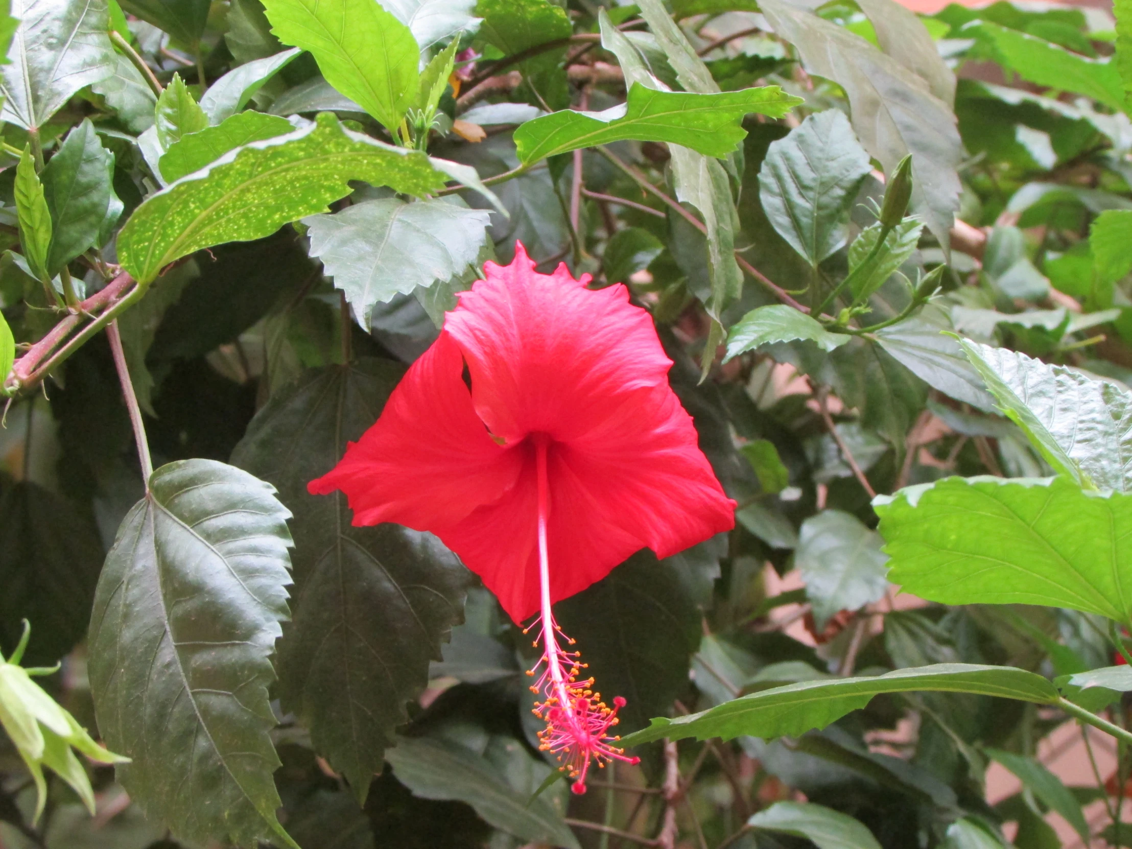 a red flower surrounded by large green leaves