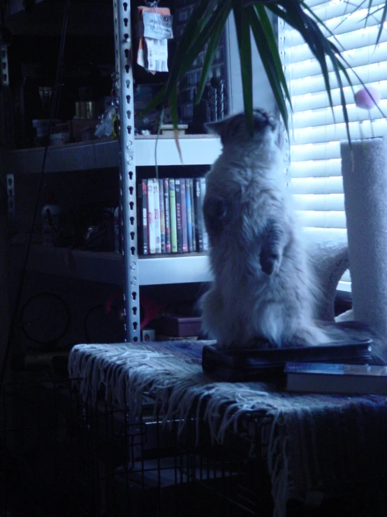 a dog sits on a chair with a keyboard near the window