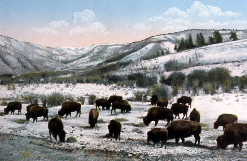 the bison are grazing in the snow - covered field