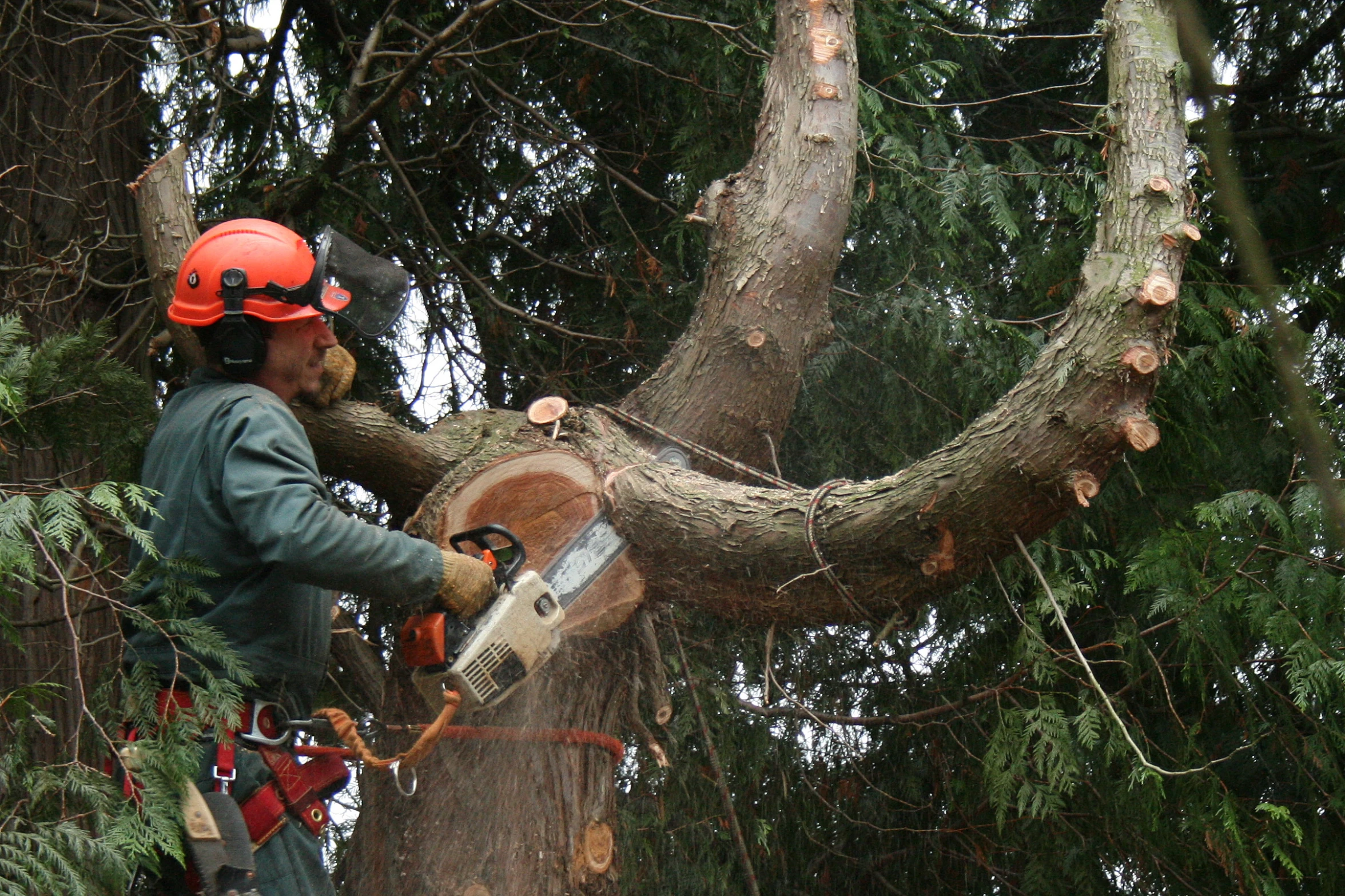 a man is  nches off of a tree