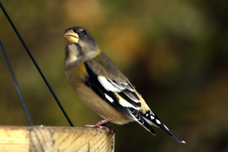 a small bird sitting on top of a wooden post