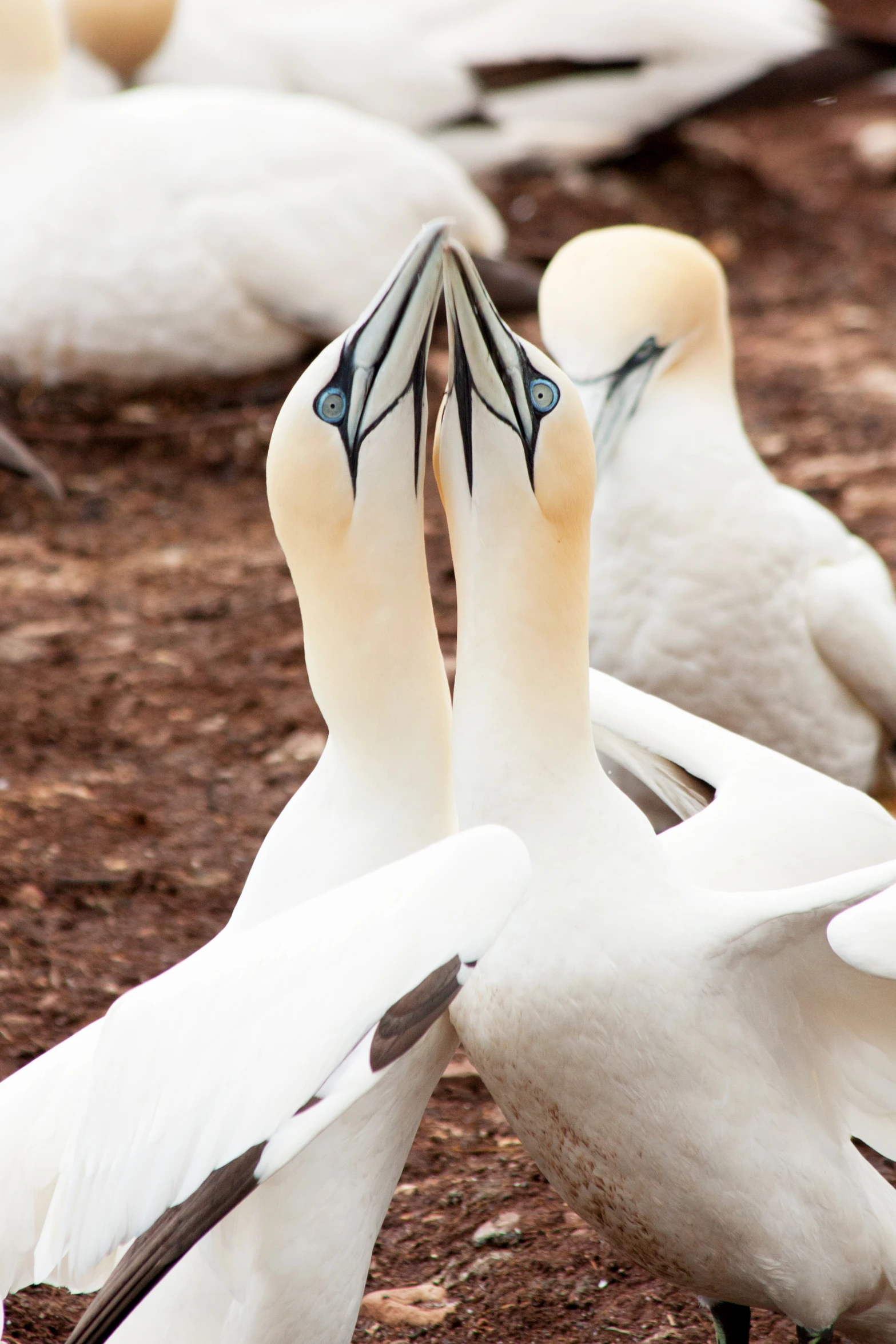 some white birds are standing around together