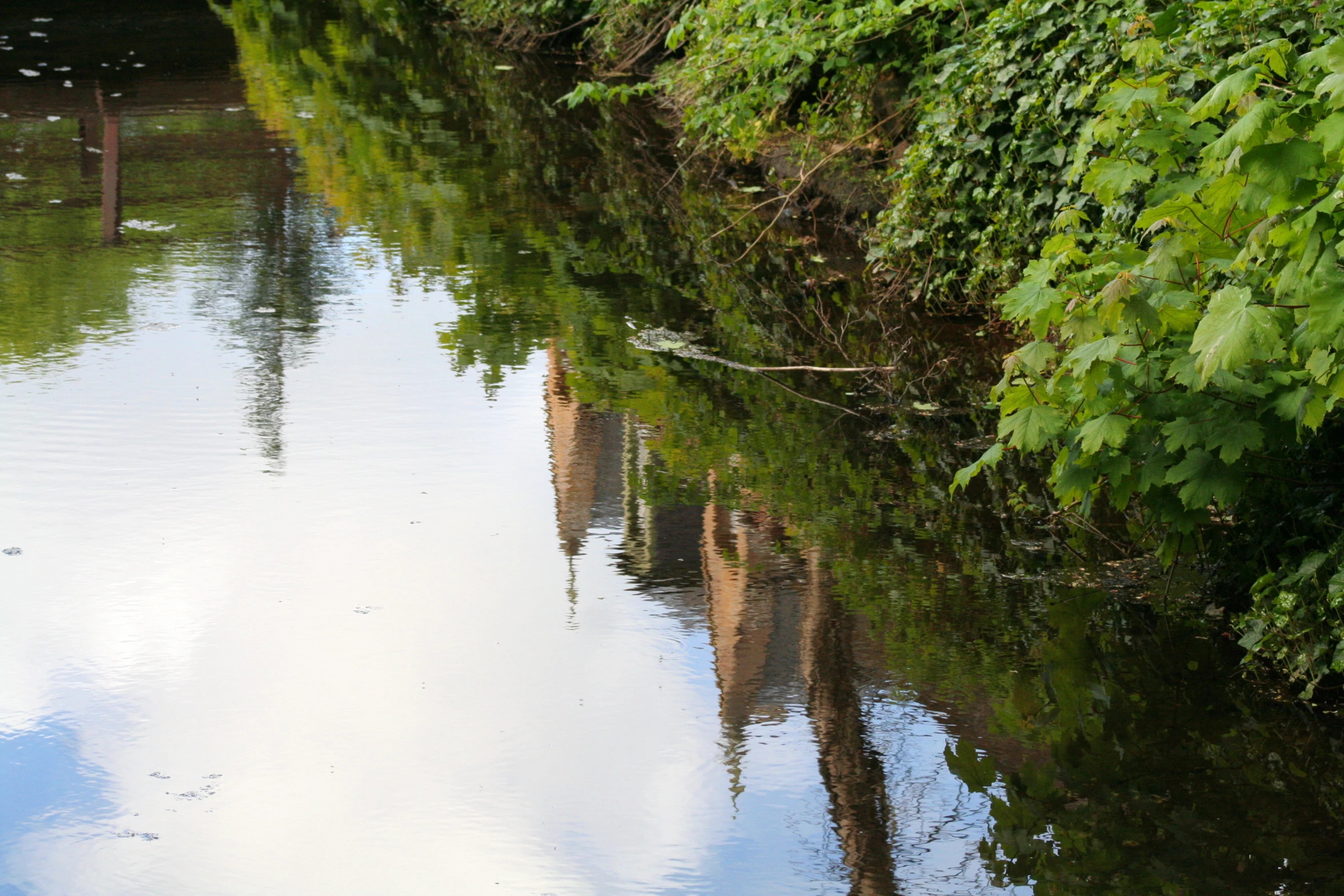 several giraffes are in a body of water