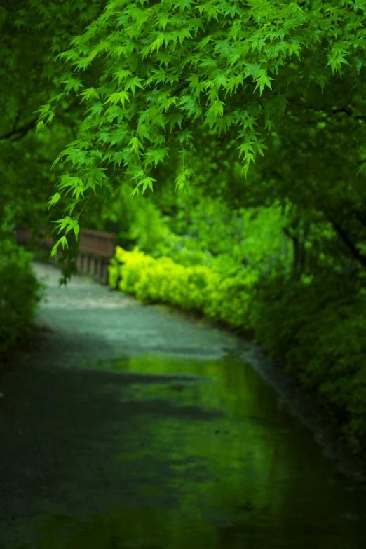 a very pretty green leafy street next to some water