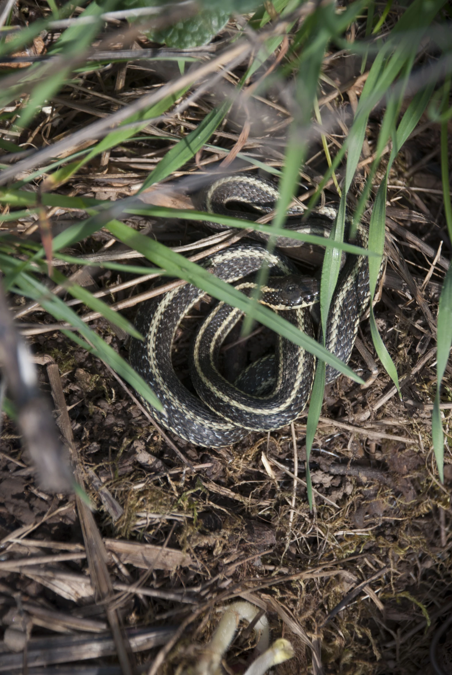 a snake laying on the ground amongst some tall grass