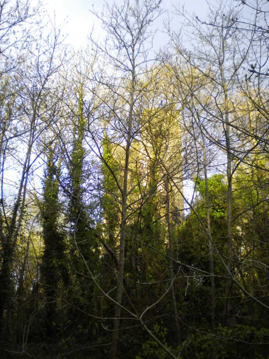 several treetops with no leaves stand over a river