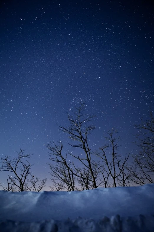 stars and the night sky above trees in snow